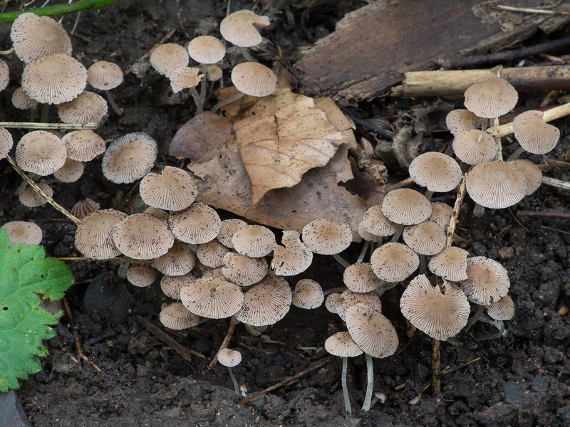 Psathyrella pygmaea